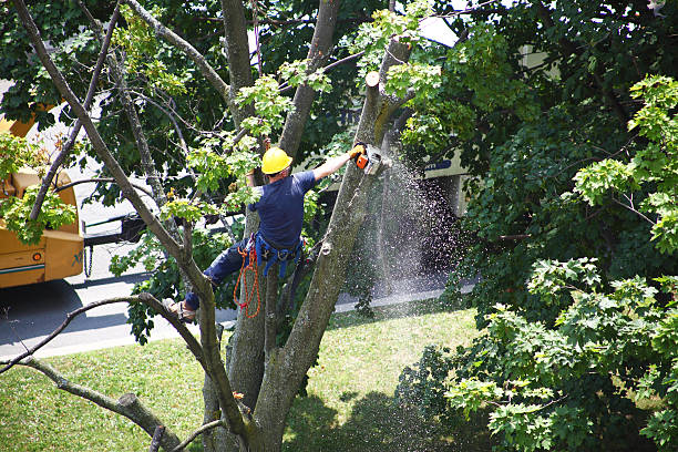 How Our Tree Care Process Works  in  Bunker Hill Village, TX