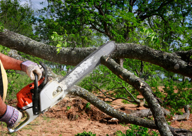 Trusted Bunker Hill Village, TX Tree Removal Services Experts